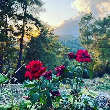 Olympos Ceratonia Dag Evi شاليه